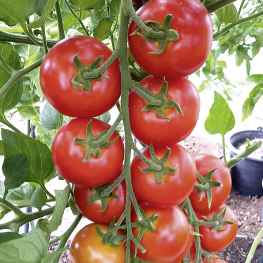 Tomate Diplom F1 (Bio Saatgut)