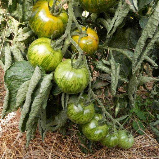 Tomate Green Zebra Bio Demeter