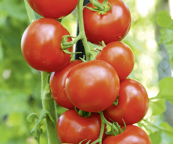 Tomate Hamlet F1 (Bio Saatgut)