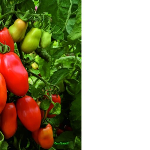 Tomate Roma VF Bio Demeter