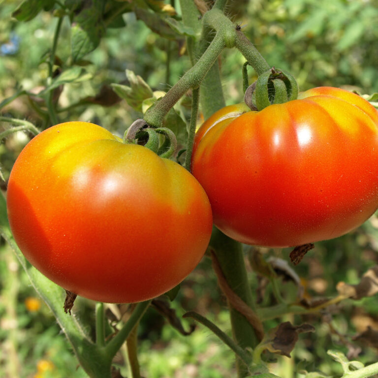 Tomate Rouge de Marmande Bio Demeter