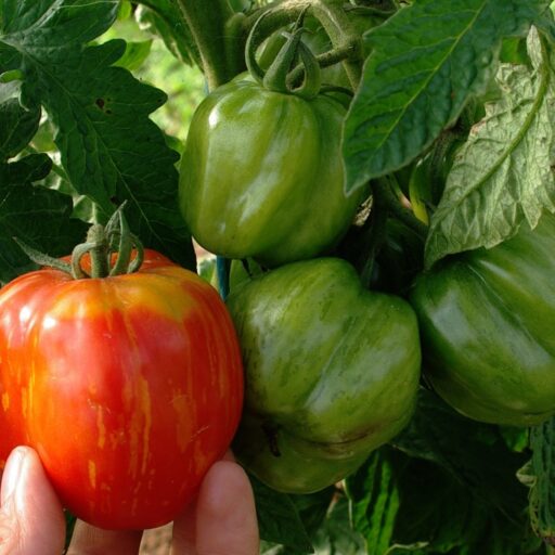 Tomate Striped Cavern Bio Demeter