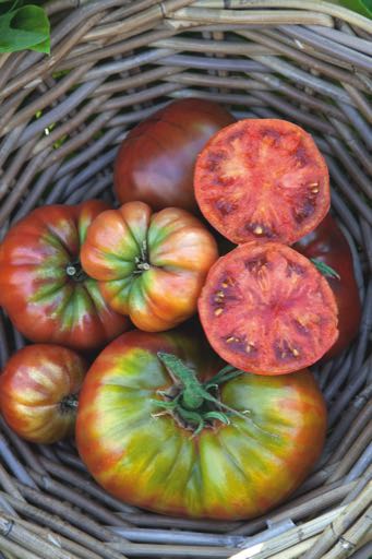 Tomaten Noire de Crimée