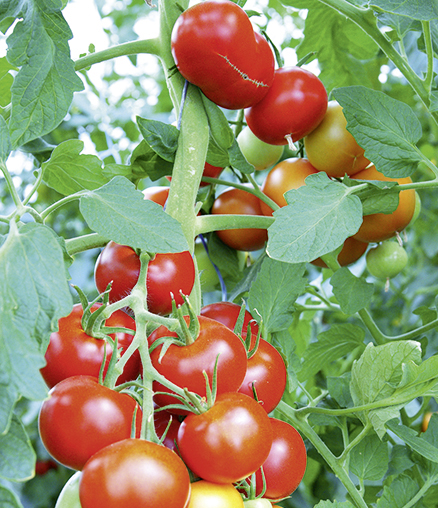 Tomaten Verfrühungsvlies (2,40m x 10m)