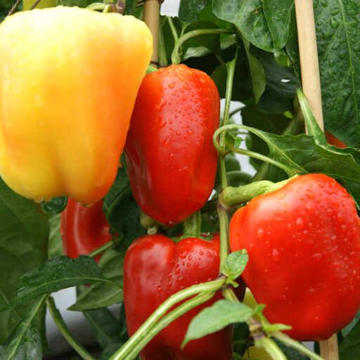 Tomaten Verfrühungsvlies (2,40m x 25m)