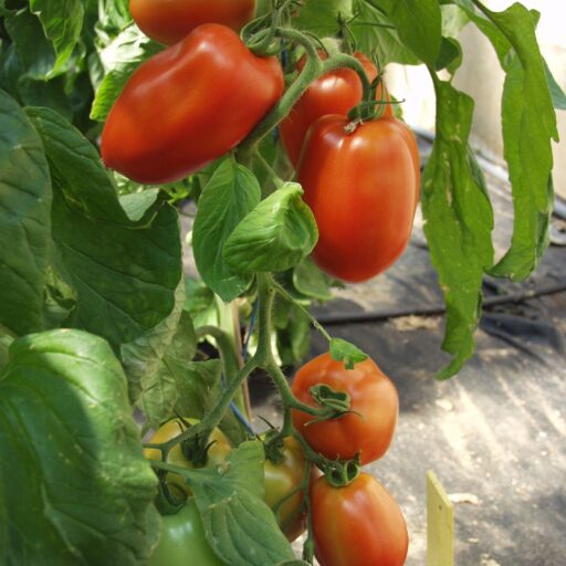 Tomatensamen Diplom F1 Bio