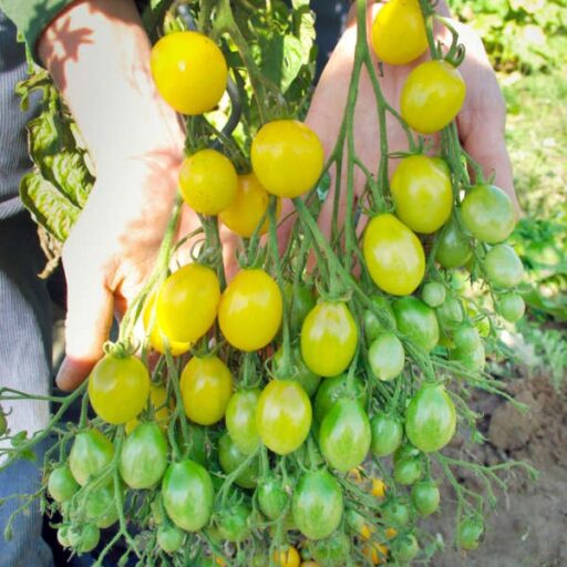 Tomatensamen Slivowidnij Bio Demeter