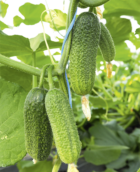 Topf -  Einlegegurke Gurke Profi F1