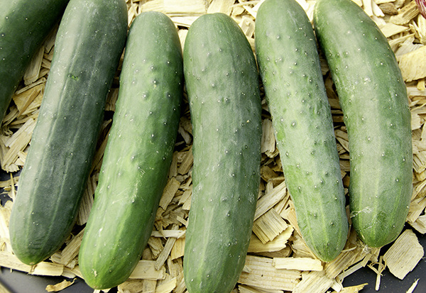 Topf Gurke Corinto F1