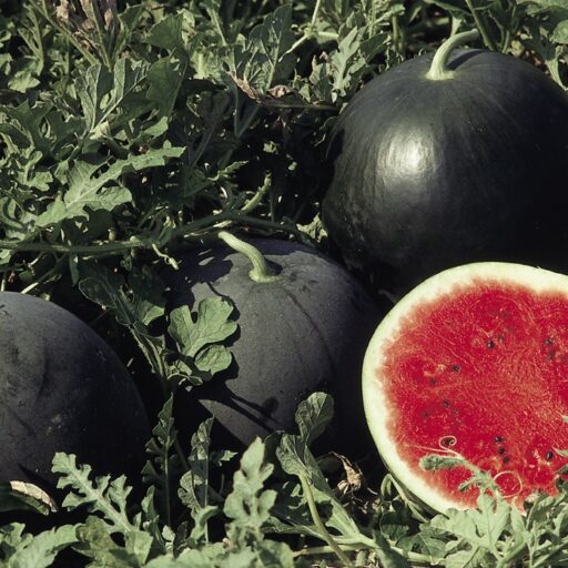 Wassermelonensamen Ingrid F1