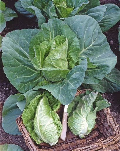 Weisskohl Express/Delfter