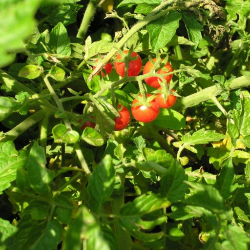 Wildtomate Rote Murmel Bio Demeter