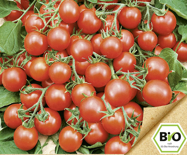 Wildtomate Rote Murmel (Bio Saatgut)