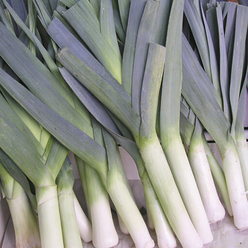 Winter - Lauch Farinto