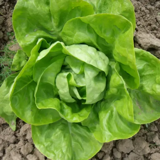 Wintersalatsamen Humil Bio Demeter