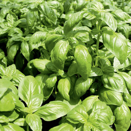 Zitronen Basilikum, feinblättrig