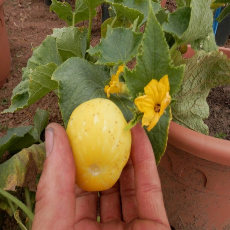 Zitronengurkensamen Bio