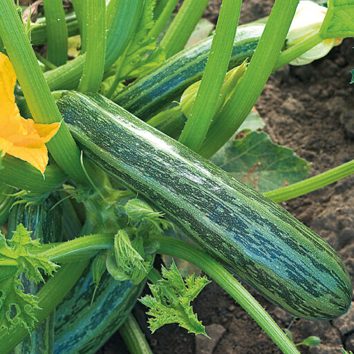 Zucchini Cocozelle von Tripolis Bio Demeter