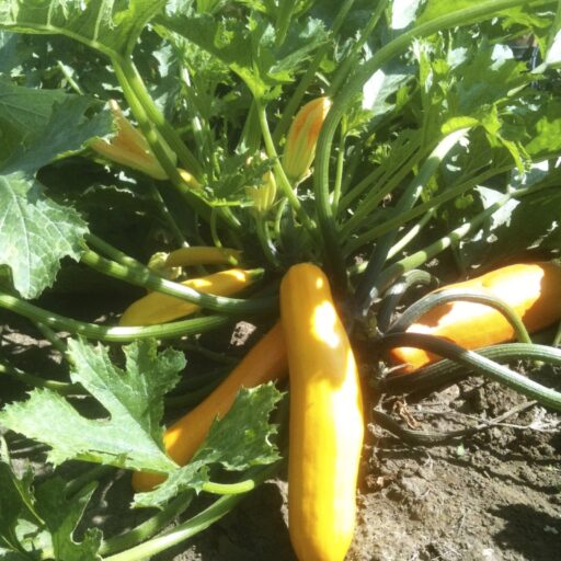 Zucchini Gold Rush Bio
