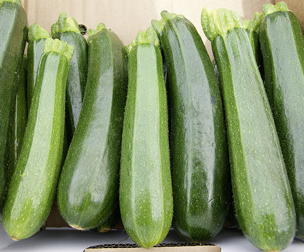 Zucchini Leila F1