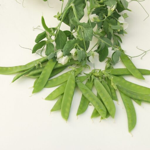 Zuckererbse Norli Bio