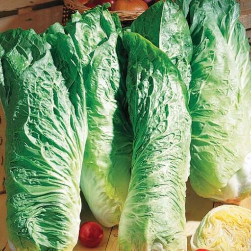 Zuckerhut (namenlos)