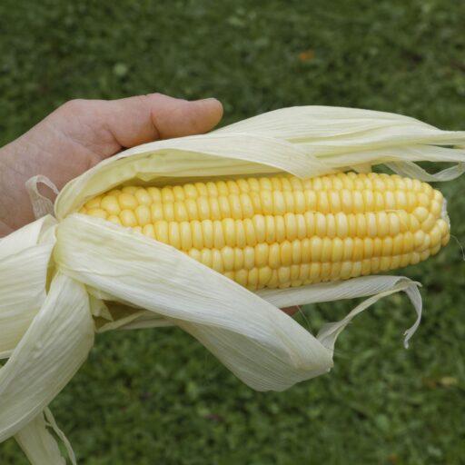 Zuckermais Golden Bantam Bio Demeter