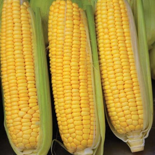 Zuckermais Tatonka F1