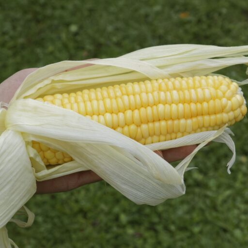 Zuckermaissamen Golden Bantam
