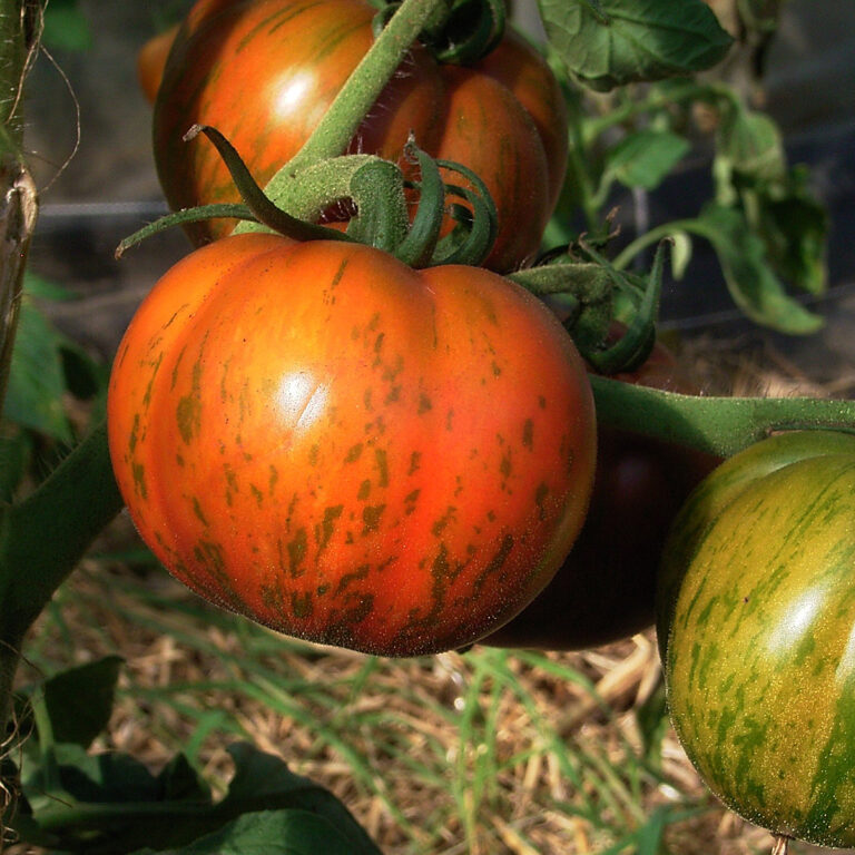 Tomate 'Black Zebra' (Solanum lycopersicum)