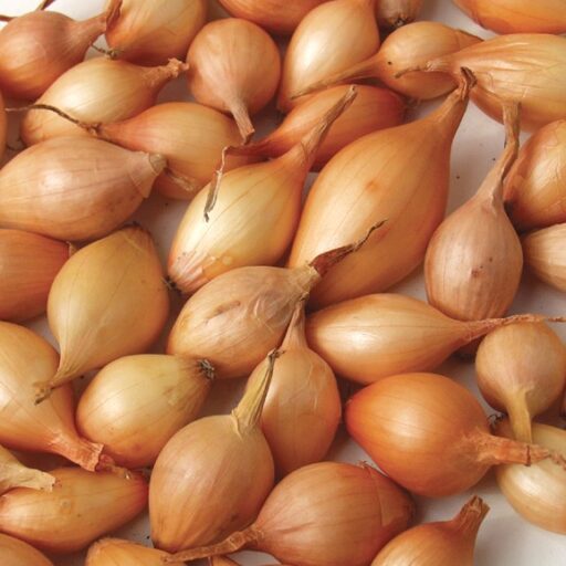 Braune Steckzwiebel Sturon 250 g