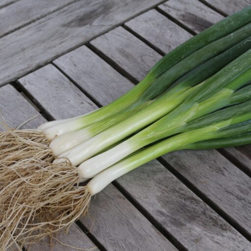 Frühlingszwiebel Ishikura long White Bio