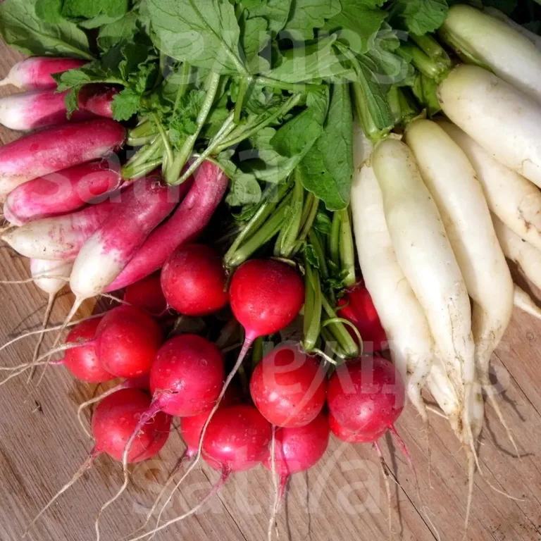 Radieschen Mischung Bio