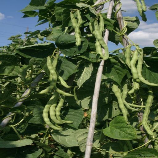 Stangenbohne Neckarkönigin Bio 1 kg