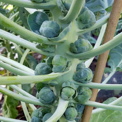 Rosenkohl Groninger Bio