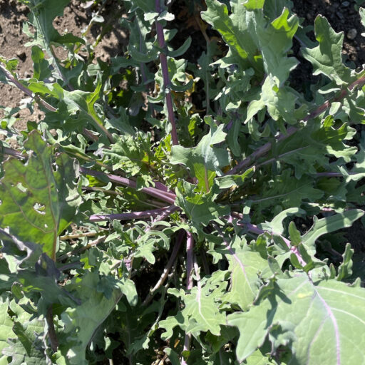 Grünkohl Red Russian Bio