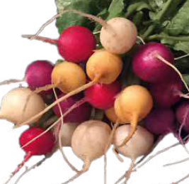 Radieschen Ostereier-Mischung