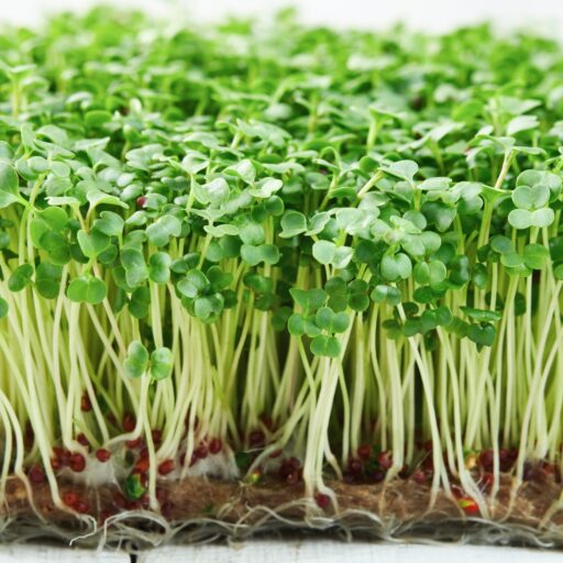Microgreens Brokkoli Don Vito Bio L