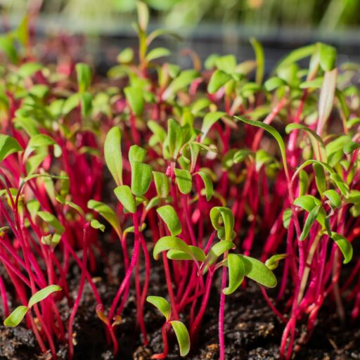 Microgreens Rote Rübe Bulls Blood Bio L