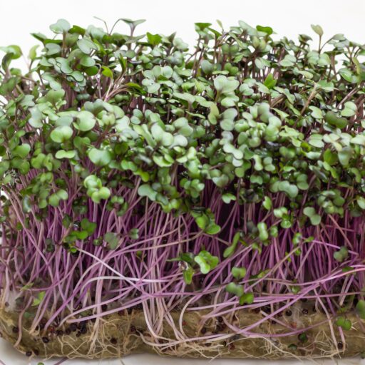 Microgreens Rotkohl Cardinal Bio L