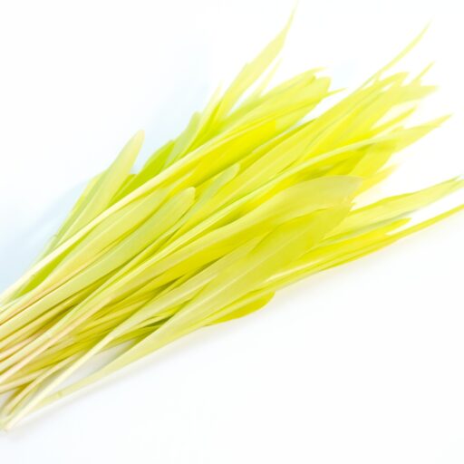 Microgreens Zuckermais Marvel Bio