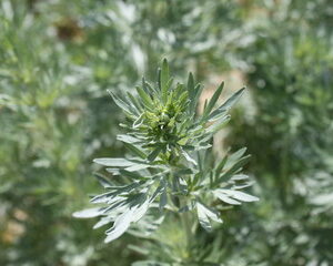 Artemisia absinthium Wermut Bio