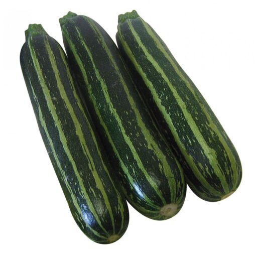 Zucchinisamen Safari F1