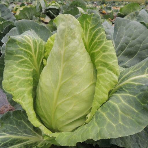 Spitzkraut Express Bio