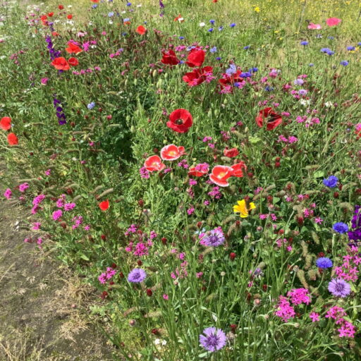 Blumenwiese Bienenmischung